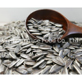 Good Delicious Snacks for All Age People Seeds Sunflower Seeds Bigger Size